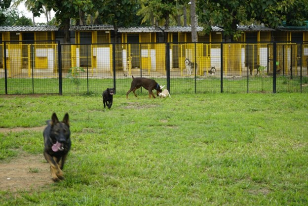 Is Pet Boarding Good or Bad?