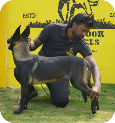 Dog Training in Bangalore