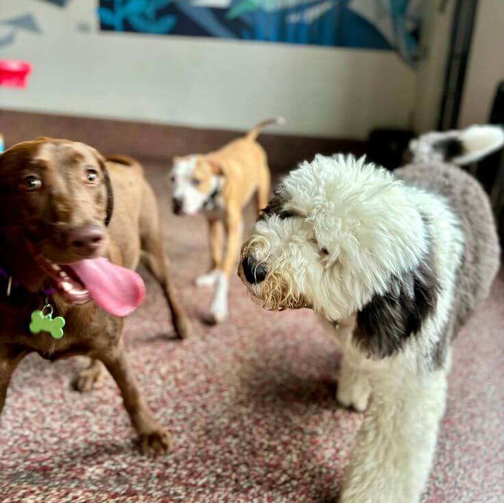 Best dog daycare center in Whitefield near me