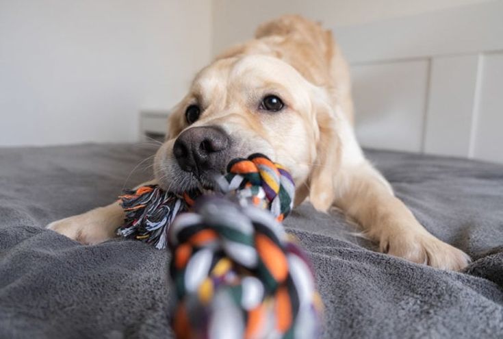 Nervous Dogs for Pet Boarding