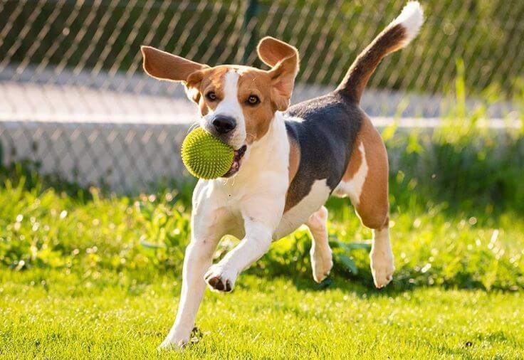 Puppy Training in Bangalore