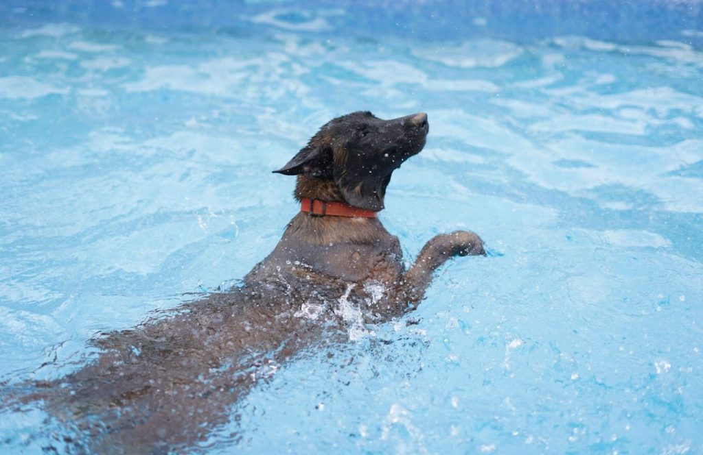 dog swimming pool bangalore