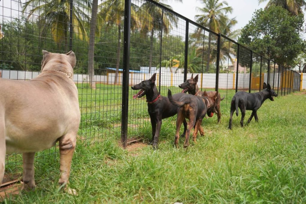 dog boarding in whitefield