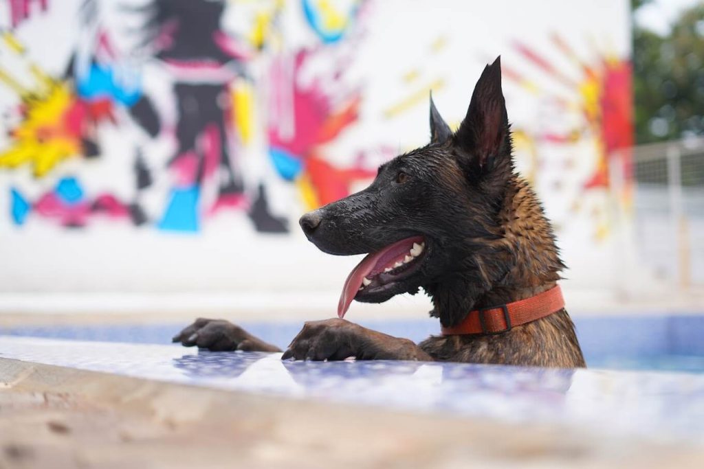 dog swimming pool bangalore