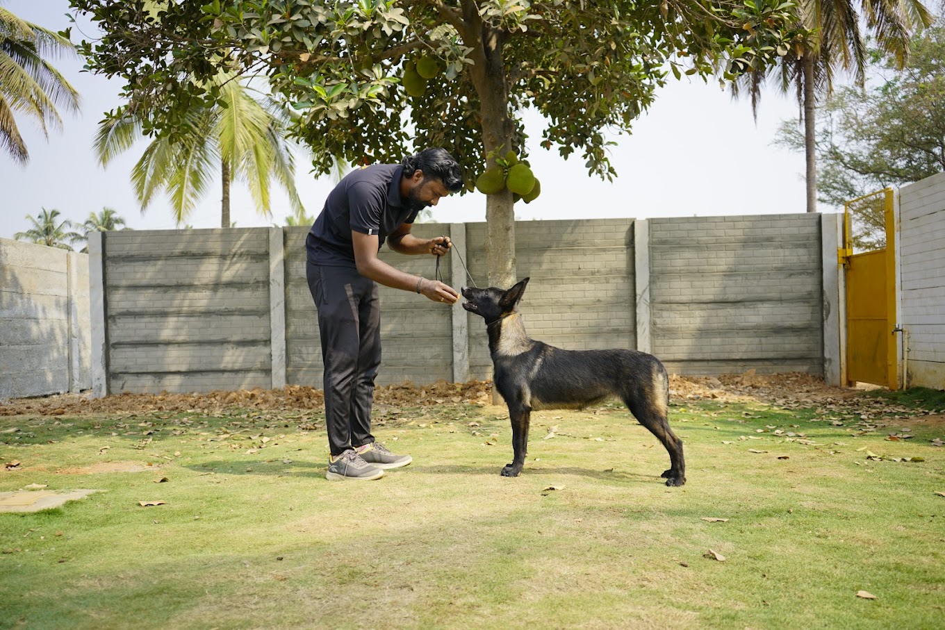 Top Pet Boarding in Bengaluru