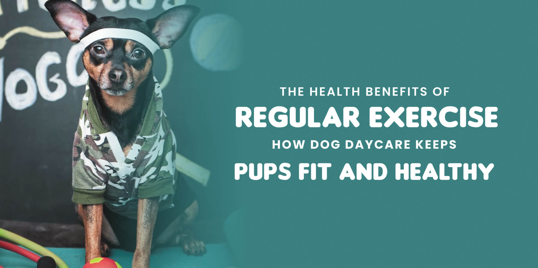 The Health Benefits of Regular Exercise: How Dog Daycare Keeps Pups Fit and Healthy