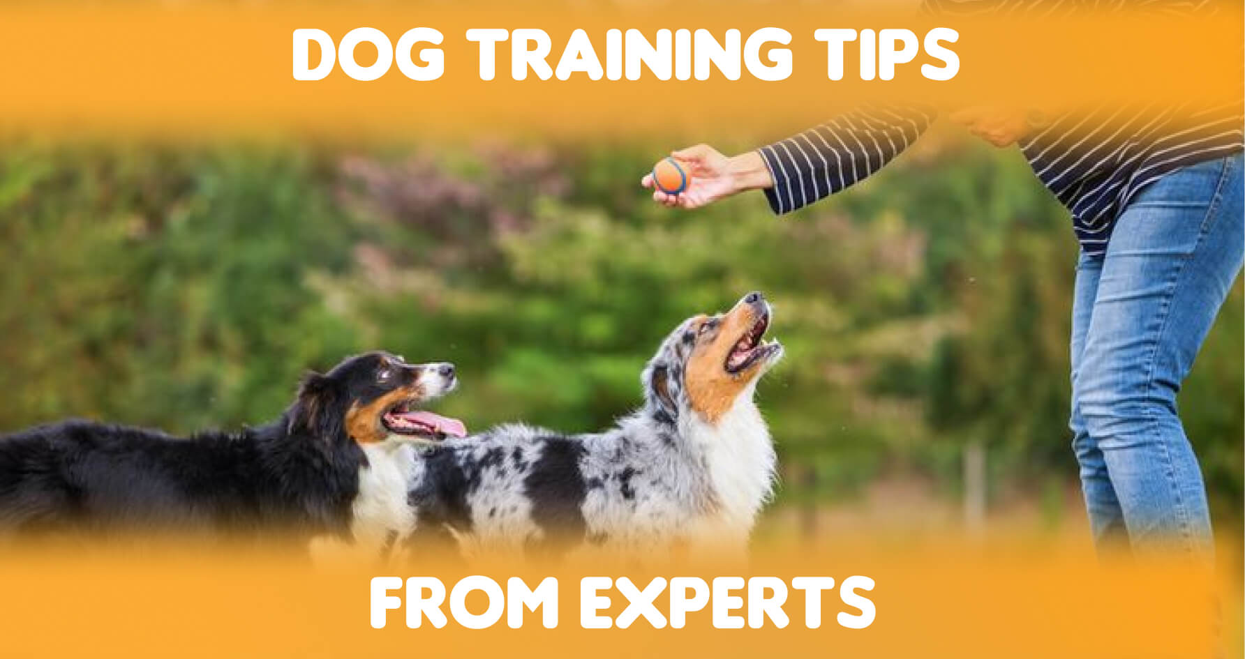 Dog Training & Boarding Services in Whitefield