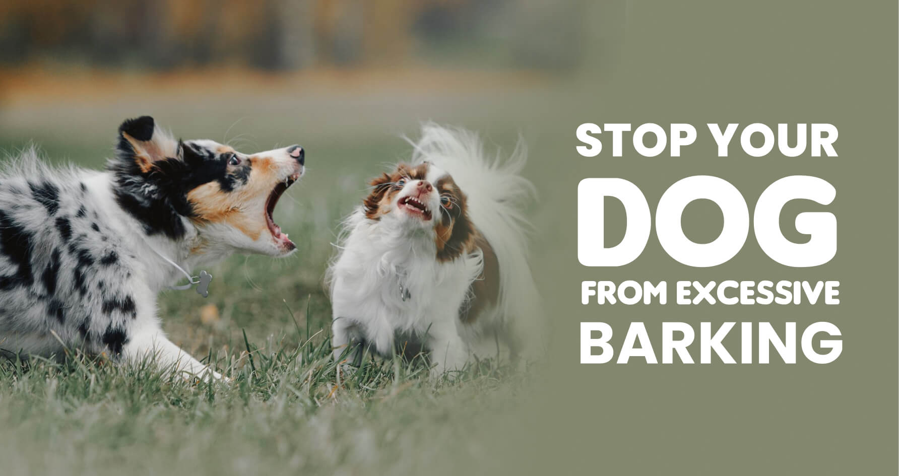 How to Stop Your Dog from Excessive Barking