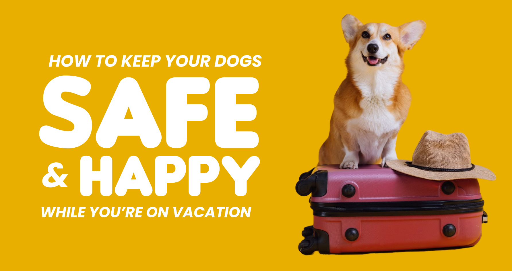 How to Keep Your Dog Safe and Happy While You’re on Vacation