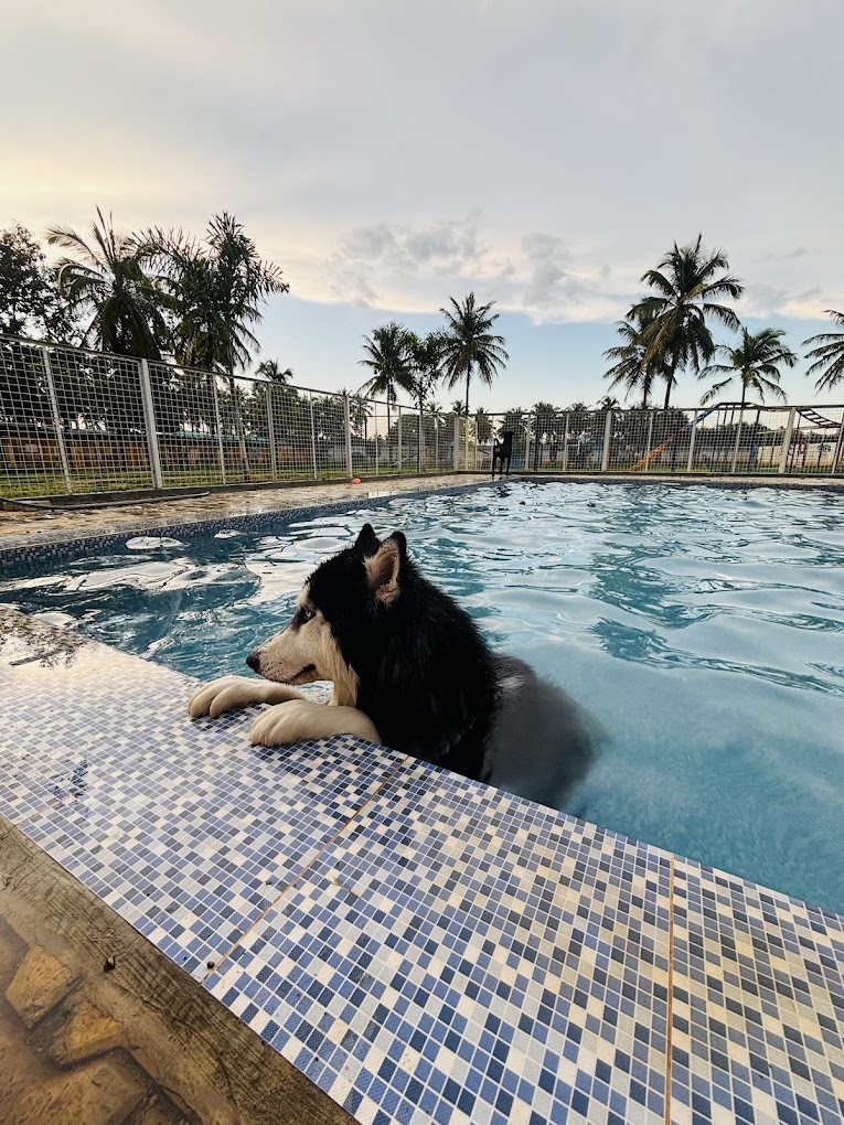 swimming pool for dogs in whitefield