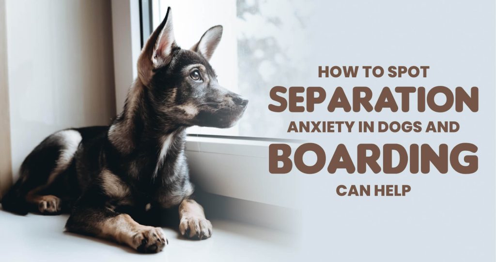 Dog Training & Boarding Services in Whitefield