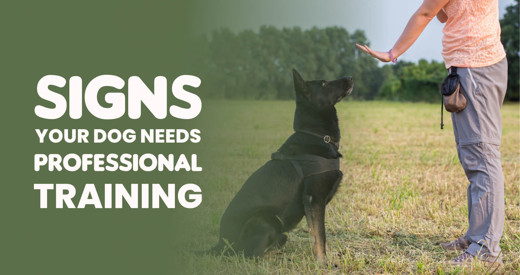 Signs Your Dog Needs Professional Training – A Guide by Chippis Pet Boarding and Training, Bangalore