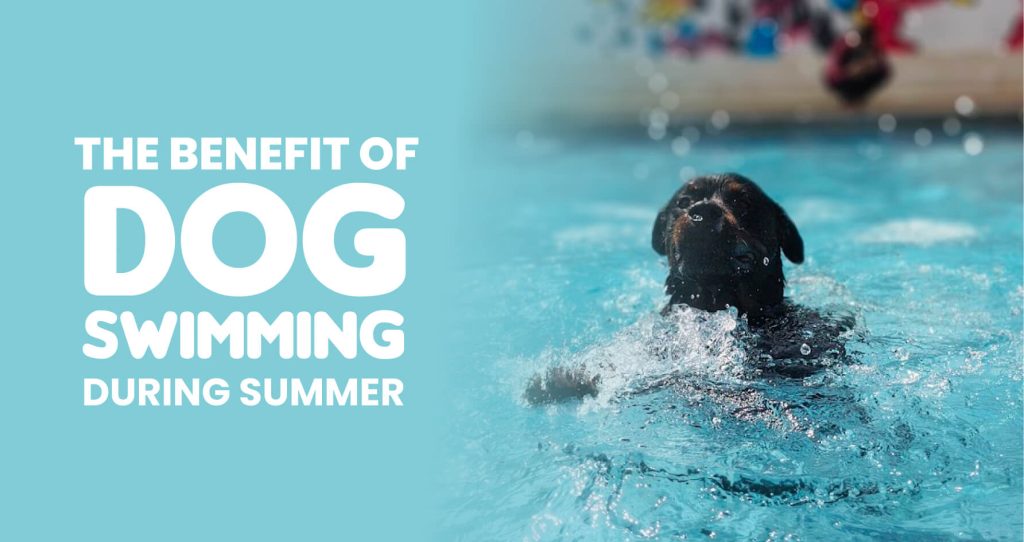 Dog Swimming Pool
