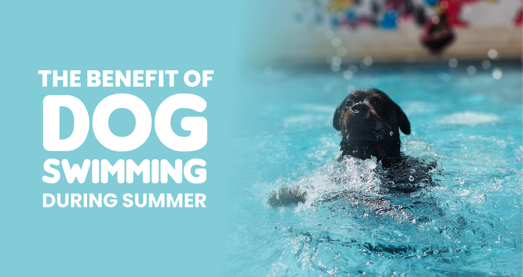 The Benefits of Dog Swimming During Summer: Fun + Fitness at Chippis