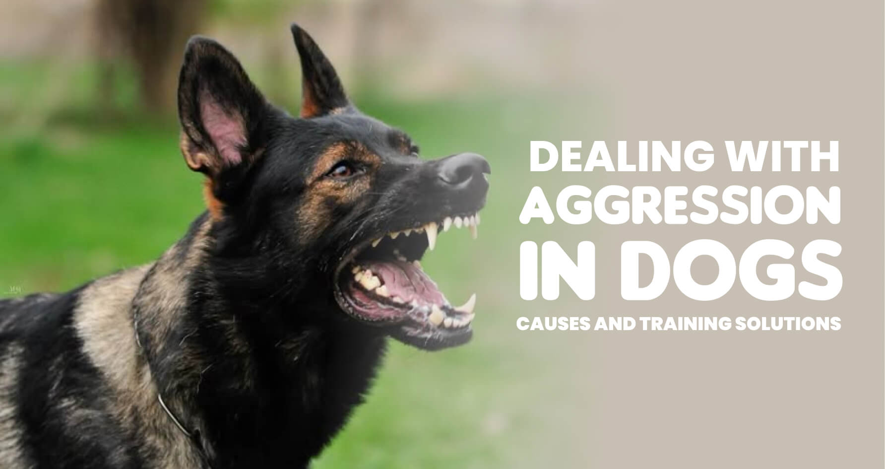 Dealing with Aggression in Dogs: Causes and Training Solutions