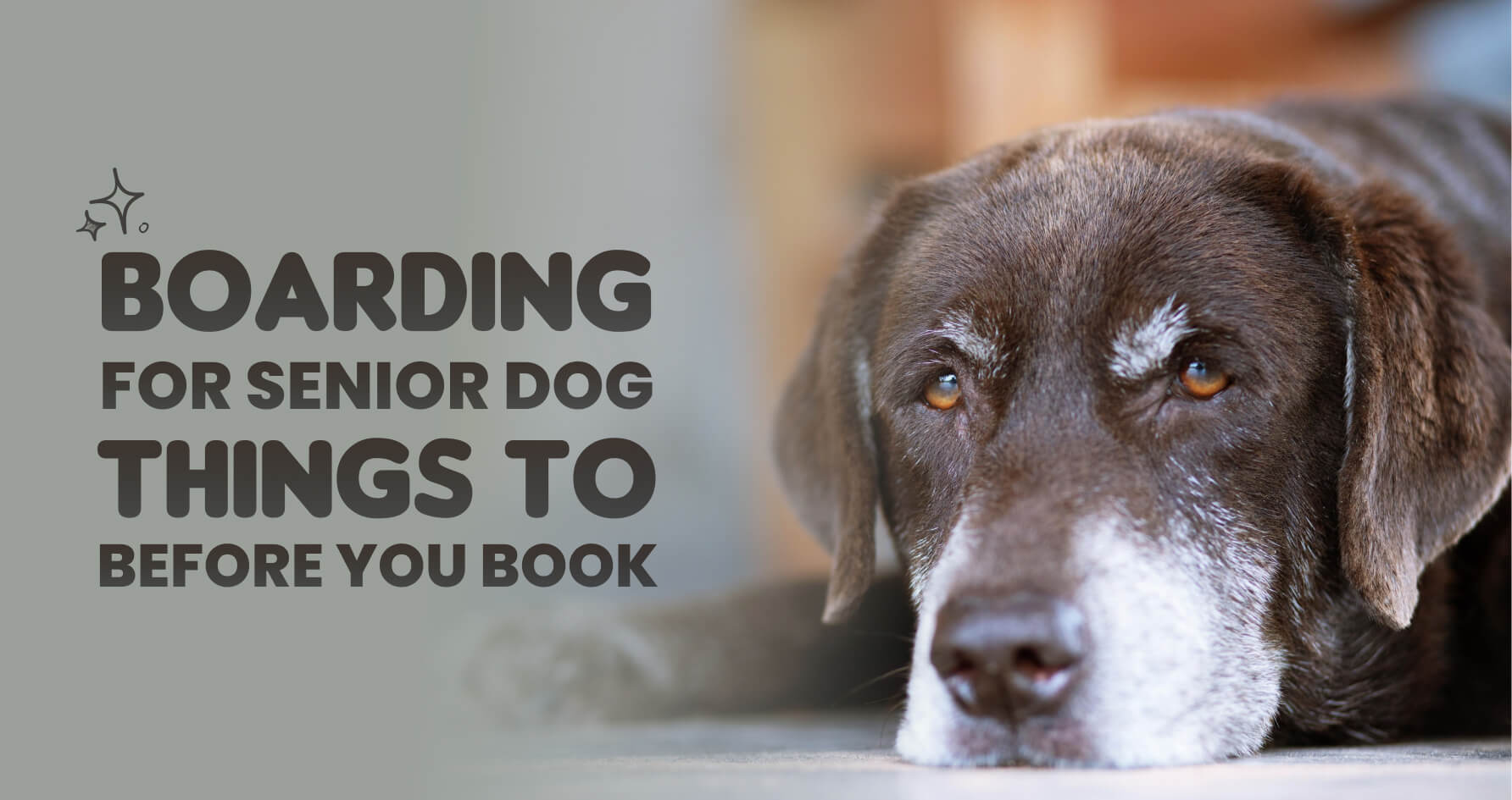 Boarding for Senior Dogs: Things to Know Before You Book