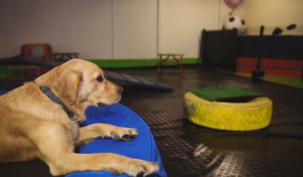 How Pet Boarding Trends Are Changing in India